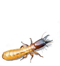 Subpage :: Banner :: Fact on Termites