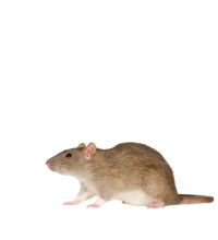 Subpage :: Banner :: Fact on Rodents